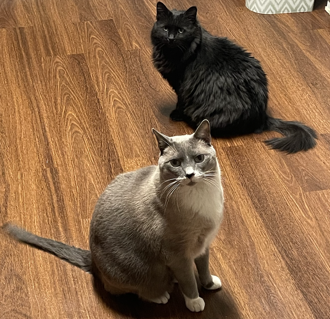 Charlie and Luna Binx